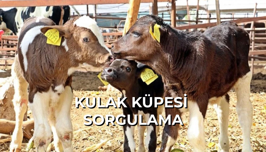 Kulak Küpe Sorgulama